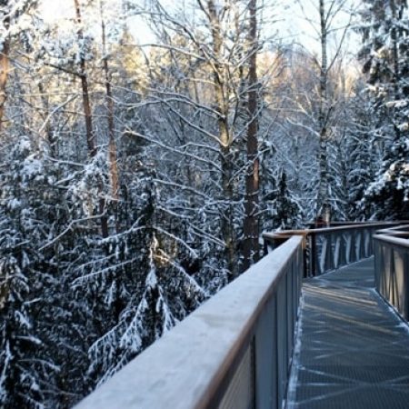 Medžių lajų takas – išskirtinė vieta