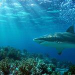 Rykliai niekada nepuola narų