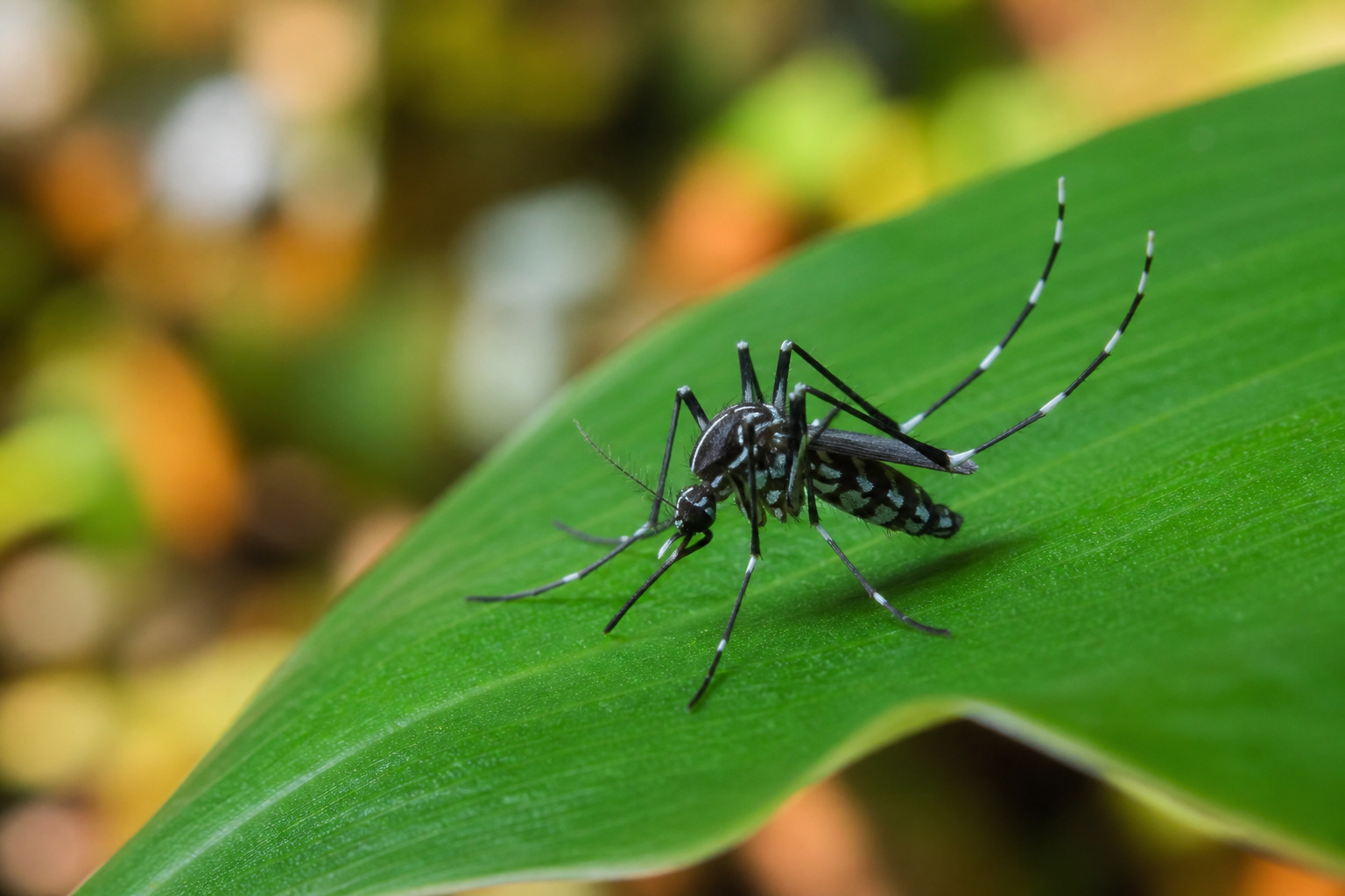 Pavojus Kanaruose: dviejose salose aptiktas tigrinis uodas, pernešantis tropines ligas