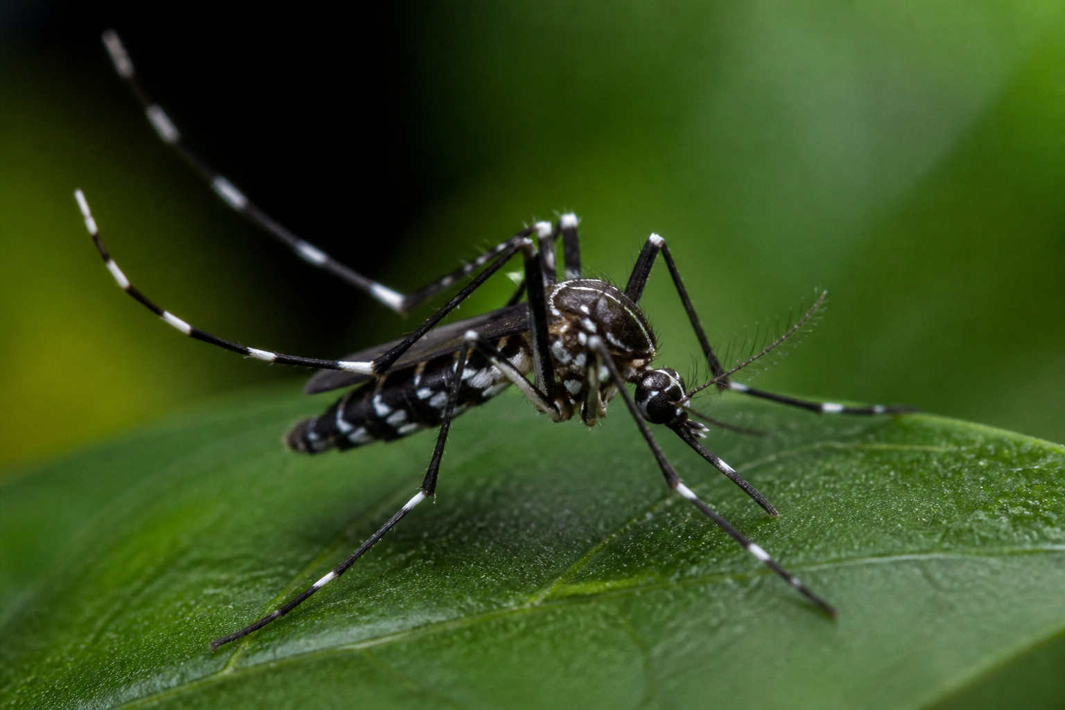 Pavojus Kanaruose: dviejose salose aptiktas tigrinis uodas, pernešantis tropines ligas