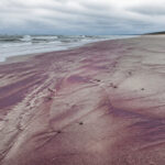 Neįprastas reiškinys Baltijos pakrantėje: paplūdimys nusidažė violetine spalva