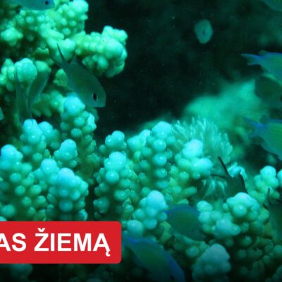 Egiptas žiemą: kurortas pietuose, kur šilčiau nei Hurgadoje, o snorkeliuojant galima išvysti retą jūrų karvę