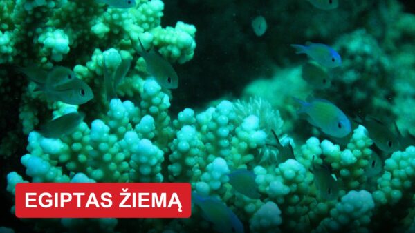 Egiptas žiemą: kurortas pietuose, kur šilčiau nei Hurgadoje, o snorkeliuojant galima išvysti retą jūrų karvę