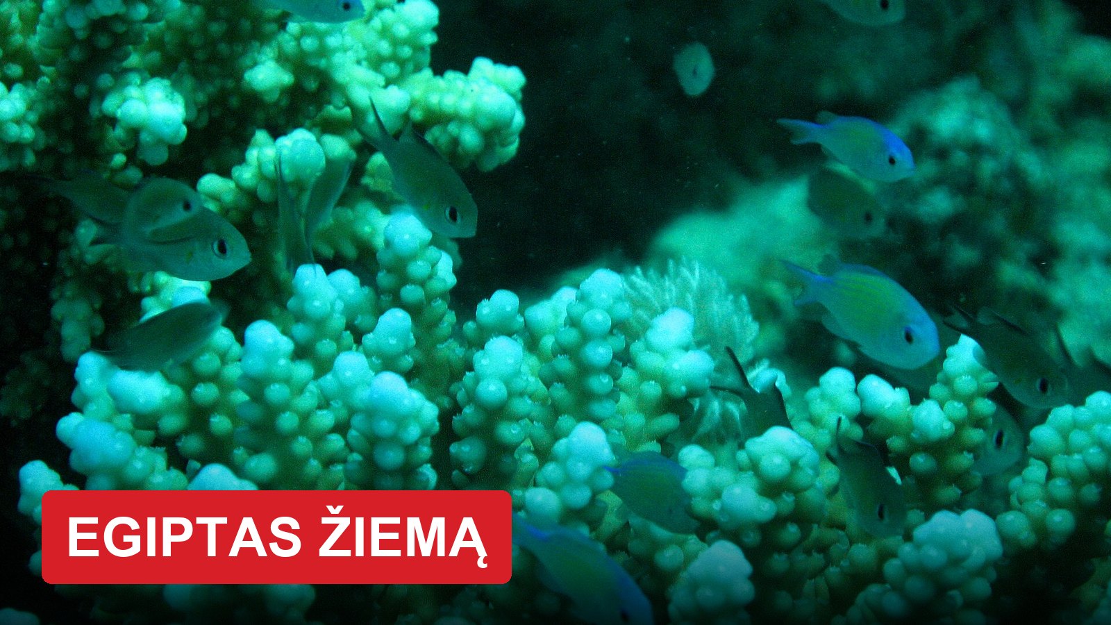 Egiptas žiemą: kurortas pietuose, kur šilčiau nei Hurgadoje, o snorkeliuojant galima išvysti retą jūrų karvę