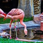 Turistas Las Vegase po 30–40 bokalų alaus nusinešė flamingą į viešbučio kambarį – dabar jam gresia teismas