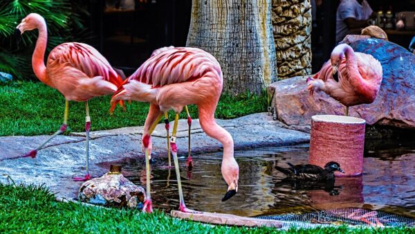 Turistas Las Vegase po 30–40 bokalų alaus nusinešė flamingą į viešbučio kambarį – dabar jam gresia teismas