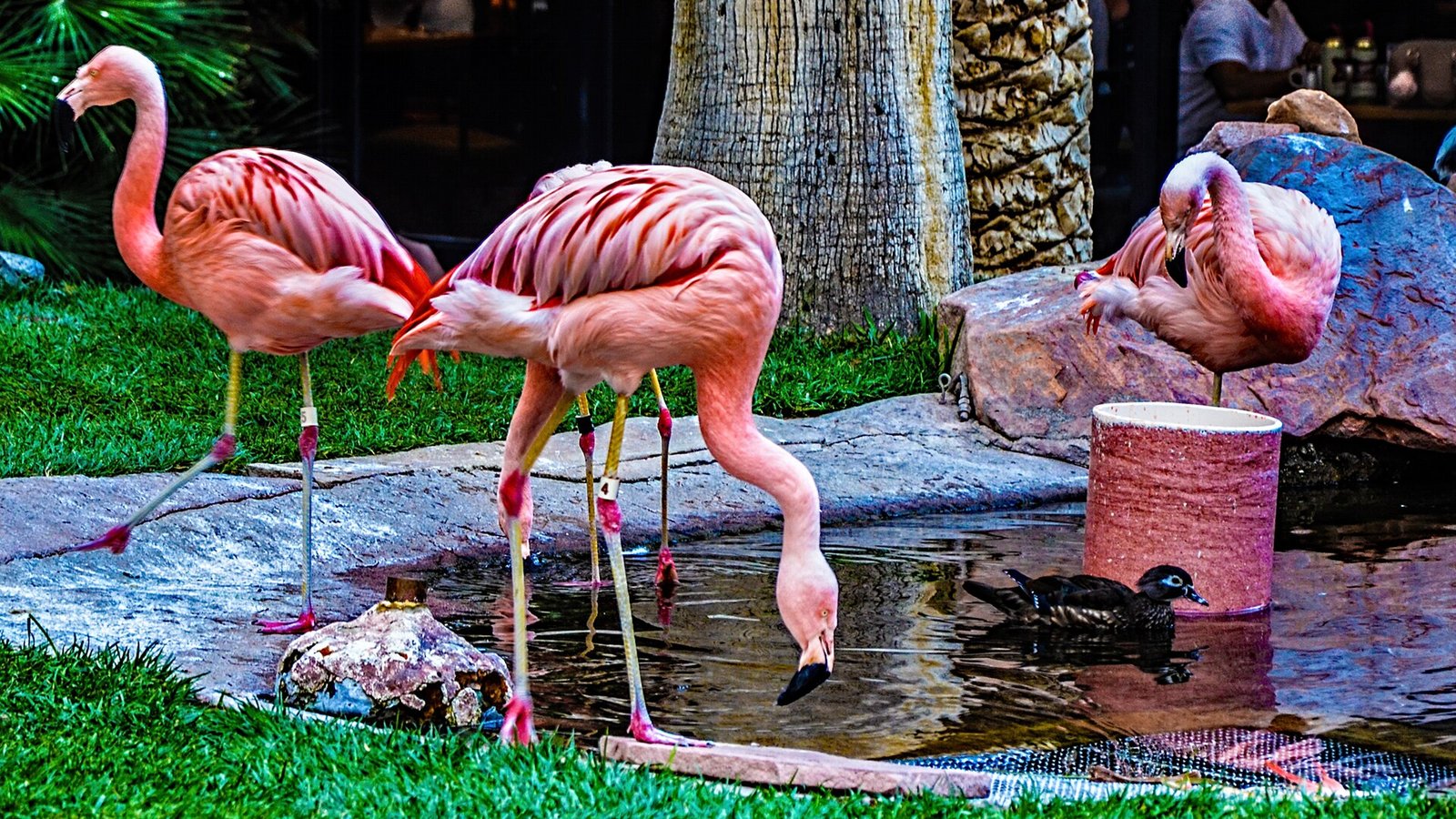 Turistas Las Vegase po 30–40 bokalų alaus nusinešė flamingą į viešbučio kambarį – dabar jam gresia teismas
